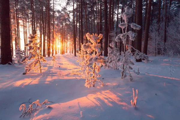 Parco Natale Neve Nella Foresta Mattino Natura Natale Soleggiata Sfondo — Foto Stock