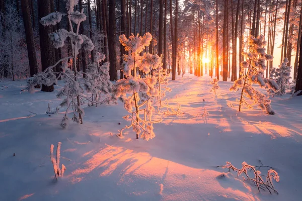 Téli Karácsonyi Karácsonyi Jellegét Fehér Téli Erdőben Napsütéses Téli Jellegét — Stock Fotó