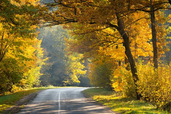 Осенняя Страна Чудес Дорога Желтом Осеннем Лесу Падение Природы Цветной — стоковое фото
