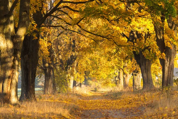 Осенний Пейзаж Осенняя Сцена Кленовый Лес Красочные Кленовые Деревья Желтыми — стоковое фото