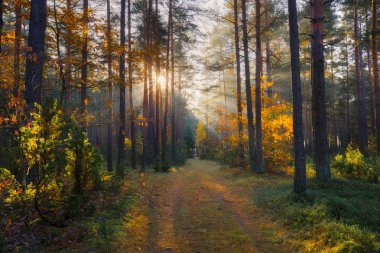 Güneşli orman. Sonbahar Doğa. Orman güneşte. Orman yolunda, Güneş parlıyor. Güneş ışınları ile sonbahar ağaçlar. Sonbahar arka plan.