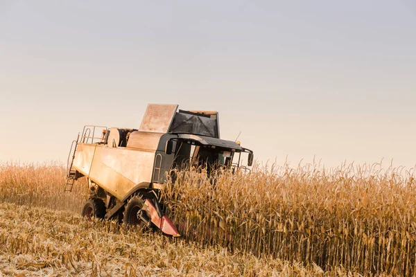 Corn Field Harvesting Sunset Golden Corn Illuminated Sunlight Combine Harvester — Stock Photo, Image