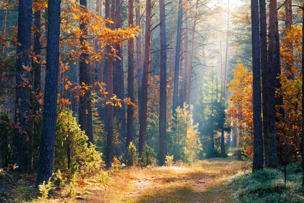 Clean environment. Autumn. Autumn forest. Fall landscape. Vivid forest in the morning. Sunny fall forest. Fall nature. Autumn scenery.