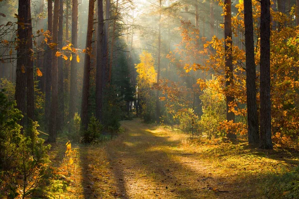 Outono Floresta Outono Floresta Com Luz Solar Caminho Floresta Através — Fotografia de Stock