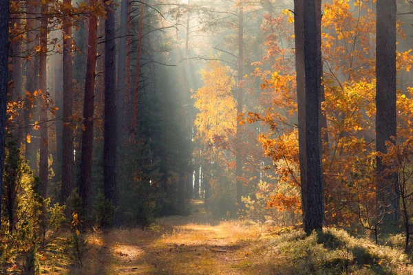 Podzim Les Les Slunečního Světla Cesta Lese Krajina Podzim Podzim — Stock fotografie
