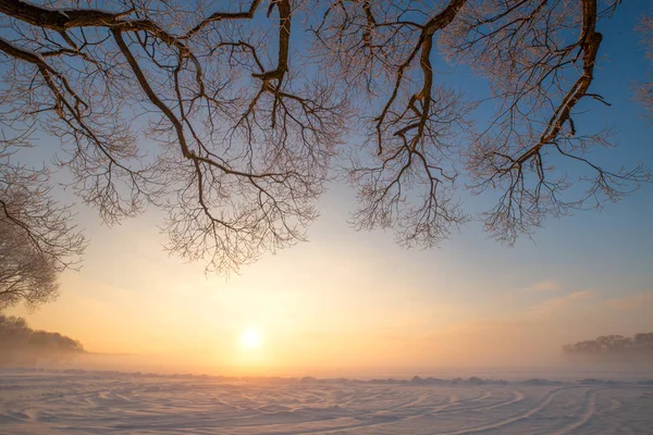 Soğuk Kış Akşam Ağaçların Dalları Frost Üzerinde Mavi Gökyüzü Arka — Stok fotoğraf