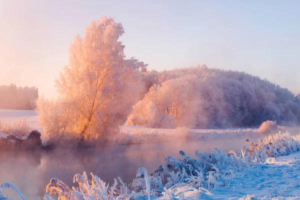 Winter Landscape Frosty Trees Riverside Beautiful Trees Covered Frost Illuminated — Stock Photo, Image