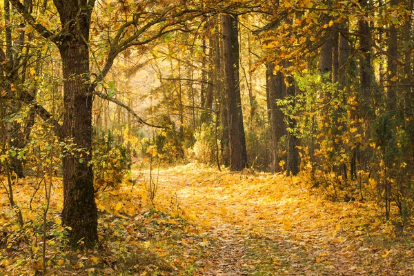 Path Autumn Forest Covered Yellow Leaves Beautiful Calm Fall Landscape — Stock Photo, Image