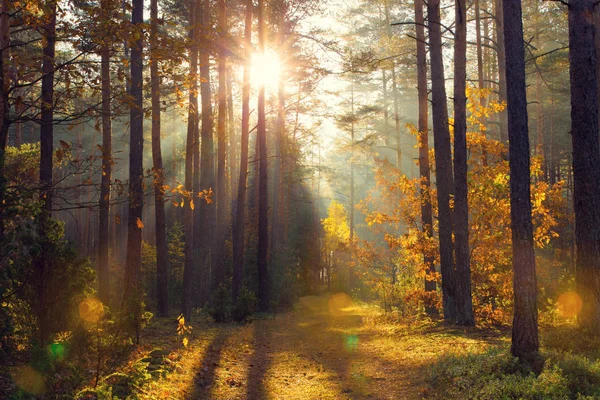 Raios Sol Dourados Brilhantes Floresta Outono Fundo Outono Dourado Caminho — Fotografia de Stock