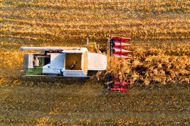 Closeup alanını akşam hasat hasat Mısır birleştirin. Havadan görünümü. Tarım iş. Sonbahar kırsal manzara.