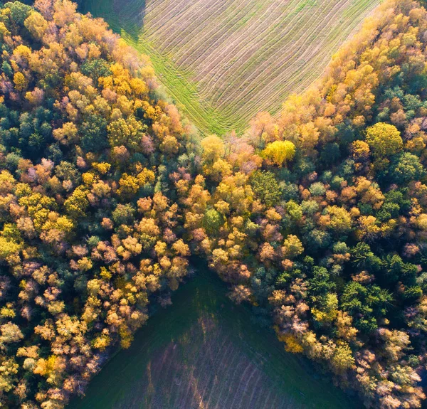 Sonbahar Orman Bir Kelebek Şeklinde Havadan Görünümü Güzel Çok Renkli — Stok fotoğraf