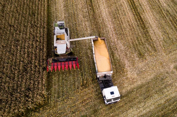 Hösten Jordbruksarbetet Kombinera Skördar Majs Från Fältet Kombinera Skördare Laster — Stockfoto