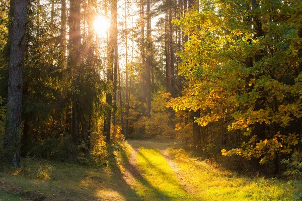 Bosque Soleado Otoño Con Sendero Sol Brillante Brilla Través Los — Foto de Stock