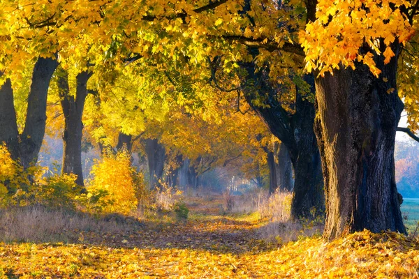 Кленовая Аллея Солнечный Осенний День Аллея Покрыта Желтой Листвой Яркое — стоковое фото