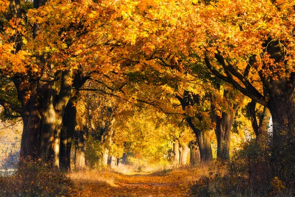 秋の森の背景 太陽の光と黄色の葉が付いている木の明るい秋の森 鮮やかな秋の紅葉で覆われて森の小道 — ストック写真
