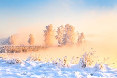 Kış dawn. Karlı alan ve pembe güneş tarafından aydınlatılmış soğuk ağaçlar üzerinde renkli sis. Noel harikalar. Noel renkli doğa.