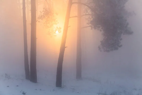 Zasněžený Les Mrazivém Ránu Vánoční Mlžný Les Svítání Destinaci Winter — Stock fotografie