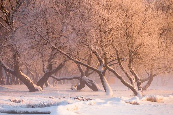 Arbres Hiver Aux Branches Gelées Éclairées Par Soleil Soir Soirée — Photo