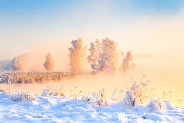 Vinter Dawn Färgglada Dimma Över Snötäckta Fält Och Frostiga Träd — Stockfoto