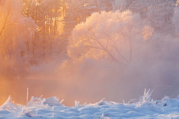 Зимний Фон Морозное Зимнее Утро Лесу Деревья Инеем Освещенные Ярким — стоковое фото