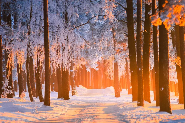 Bosque Invierno Fondo Naturaleza Invierno Hermoso Bosque Pinos Con Árboles — Foto de Stock