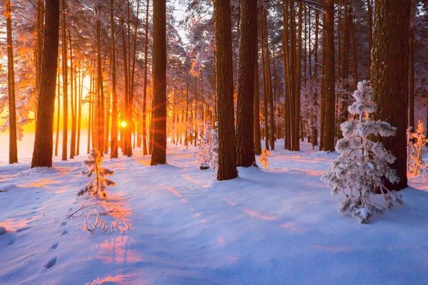 Paisaje Soleado Invierno Bosque Salvaje Invierno Con Sol Cubierto Nieve — Foto de Stock