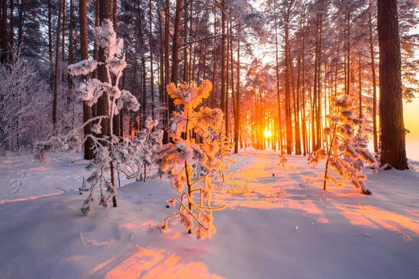 Luz Solar Natal Floresta Árvores Abeto Cobertas Geada Com Sol — Fotografia de Stock