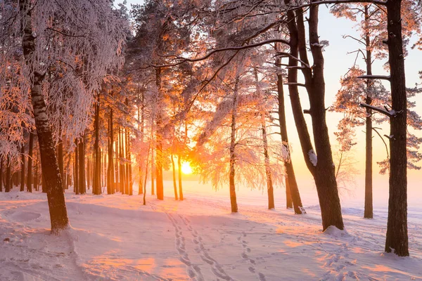 Paisaje Invierno Con Bosque Helado Sol Noche Amarillo Brillante — Foto de Stock