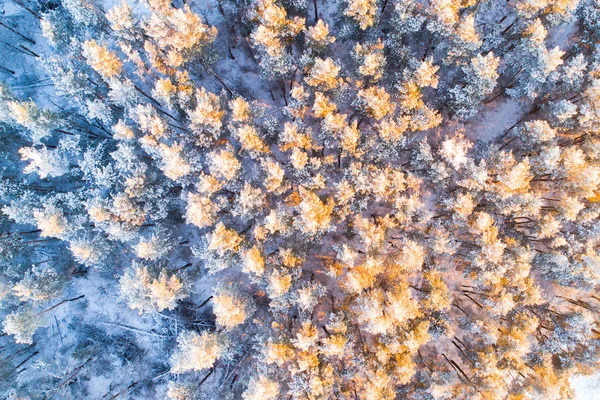 Sunny winter forest. Aerial view. Trees with hoarfrost lit by warm sunlight. Texture of a snowy forest. Top view. Christmas or New Year background.