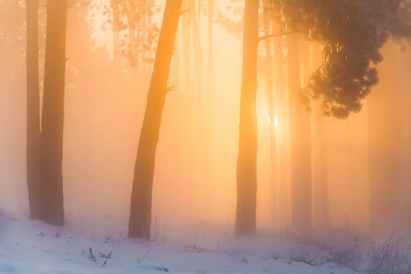 Karácsonyi Háttér Téli Erdő Egy Fagyos Reggelen Ködben Színes Sunrise — Stock Fotó