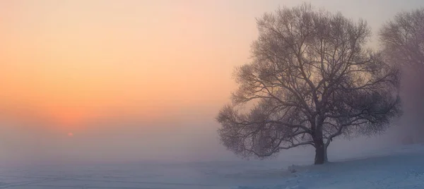 Panorama Över Vintern Misty Dawn Ett Träd Och Solen Över — Stockfoto