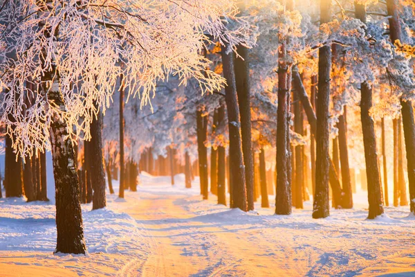 Foresta Invernale Con Luce Solare Magica Paesaggio Con Gelida Foresta — Foto Stock