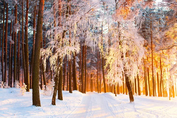 Napsütéses Téli Erdőben Gyönyörű Karácsonyi Táj Park Fákkal Borított Dér — Stock Fotó