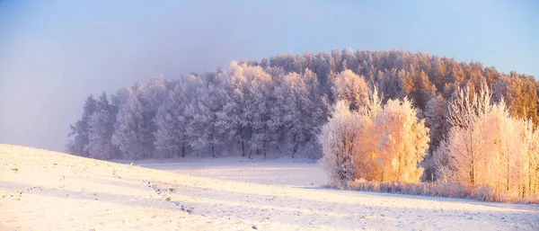 Panorama Una Mañana Soleada Helada Invierno Hermoso Bosque Cubierto Heladas — Foto de Stock