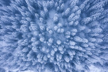 Ladin orman kar havadan görünümü ile kaplı. Kış orman arka plan. Kış doğa. Noel arka plan mavi.