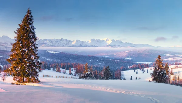 Winter wonderland. Vivid winter panorama with mountains and spruce forest. Beautiful winter landscape. Zakopane, Poland.