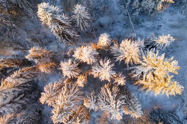 Christmas forest top view. Frosty fir trees illuminated with sunshine early in the morning. Vivid winter background. Winter mountains nature. Winter wonderland.