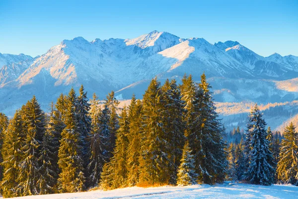 Paisaje Invernal Bosque Abeto Sobre Fondo Montañas Azules Mañana Clara — Foto de Stock