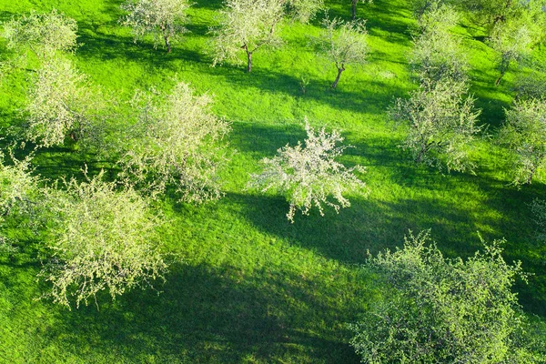Весняний Фон Природи Яблуні Цвітуть Зверху Весняний Сонячний День Парку — стокове фото