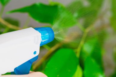 Yeşil ağaç üzerinde püskürtme su püskürtücü. Hava nemlendirme daire.