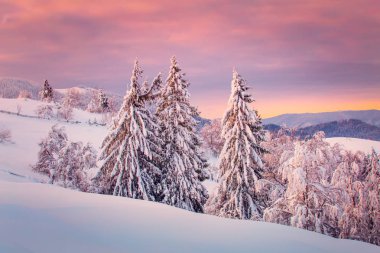 Gündoğumu, kış manzara. Kış doğa. Çam ağaçları dağlar tepeler üzerinde karla kaplı. Pembe bulutlar üzerinde sihirli sabah güneş ışığı.