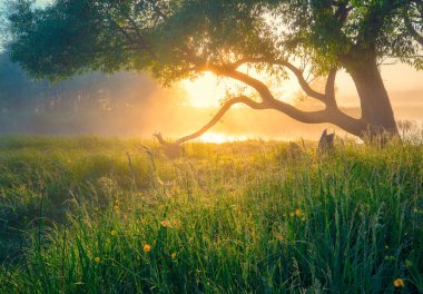 Bahar yeşil manzara. Bahar arka plan. Bahar doğa. Güneş siste ağacıyla yeşil çayır aydınlatır. Güzel sıcak sabah güneş ışığı.