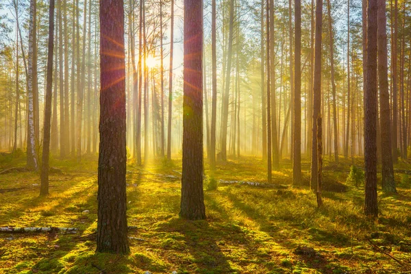 Nature Printanière Forêt Printanière Soleil Brille Travers Arbre Dans Forêt — Photo