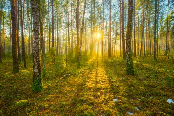 Manhã Ensolarada Floresta Primavera Nascer Sol Floresta Com Nevoeiro Bela — Fotografia de Stock