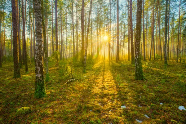 Mañana Soleada Primavera Bosque Primavera Salida Del Sol Bosque Con — Foto de Stock