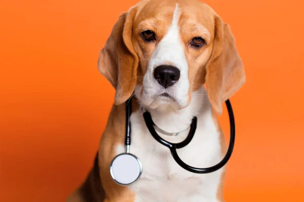 Dog doctor. Beagle dog with stethoscope isolated on orange background. Animals healthy care concept. Dog aid theme.
