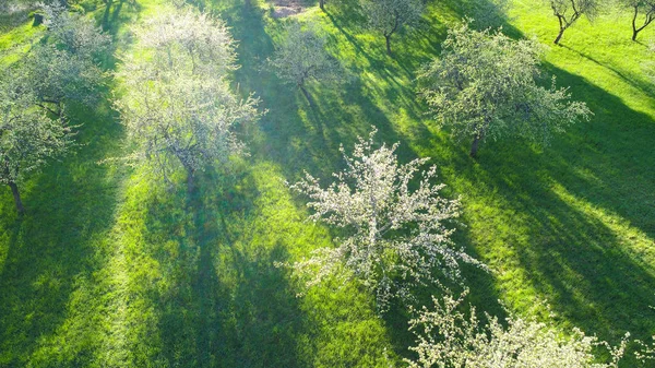 Spring landscape with apple trees in blossom. Aerial spring landscape. Spring sunny morning.