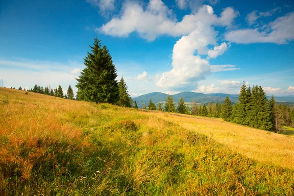 Letní Pozadí Letní Přírodní Scéna Panorama Krkonoš Zelená Louka Jedlí — Stock fotografie