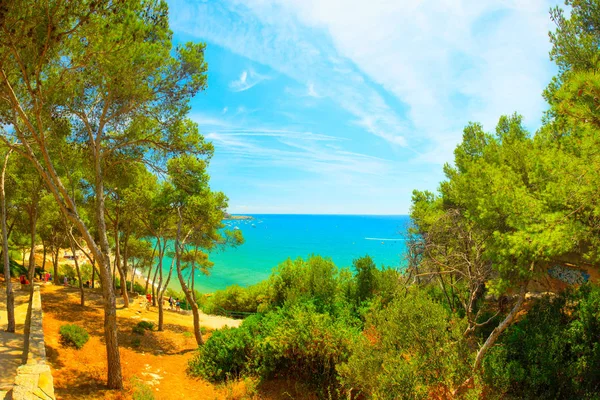 Tropical forest on Costa Dorada resort. Spain. Green pine forest at the sea with blue sky. Sunny summer day.