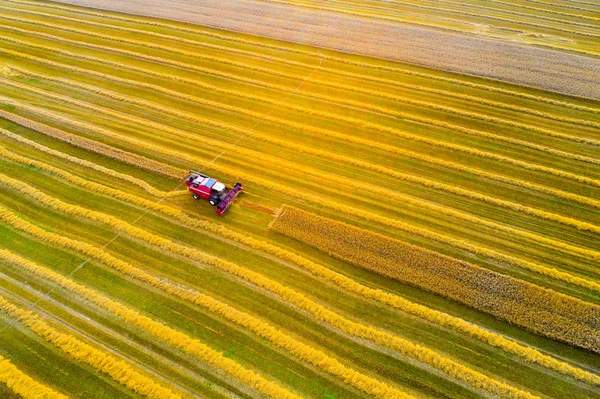 Hasat. Sonbahar tarım sahne. Kırmızı hasat alanıyla birleştirir. Buğday alanı.